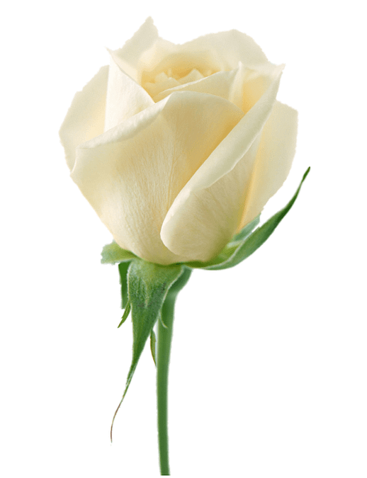 2022 – Year of the White Rose and Heart Opening