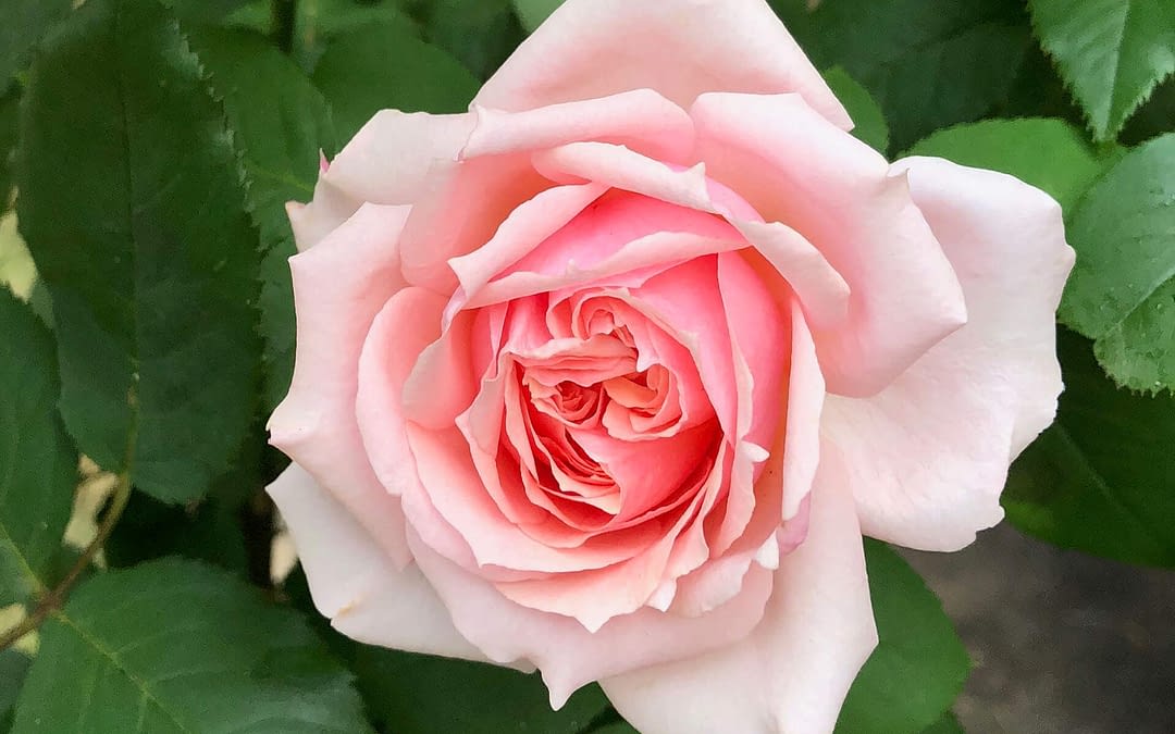 In Giving We Receive