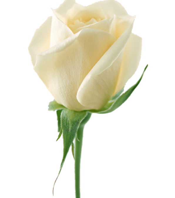 2022 – Year of the White Rose and Heart Opening