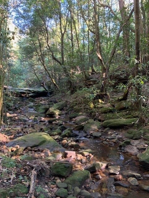 Forrest Stream