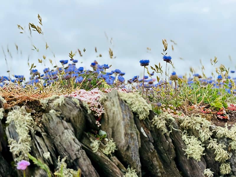 Flowers and Grass