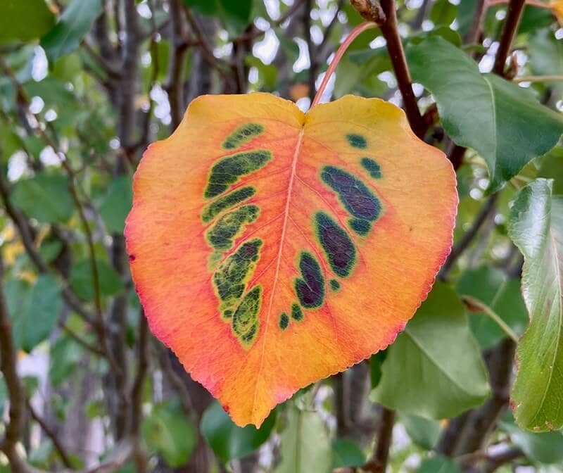 colourful leaf