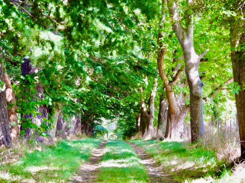 The Path of the Soul or the Path of the Ego?